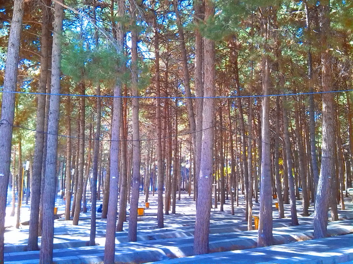 سیدمرتضی کاشمر