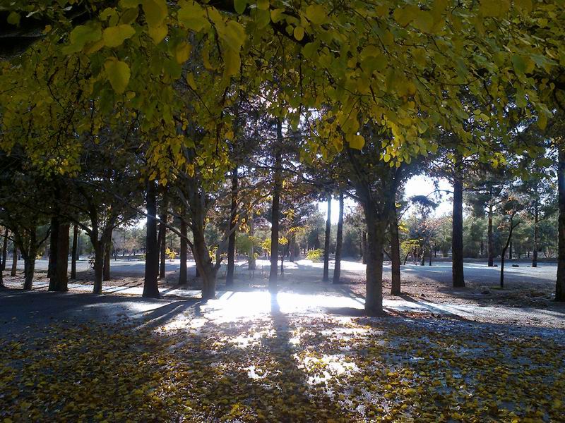 بلوار سیدمرتضی