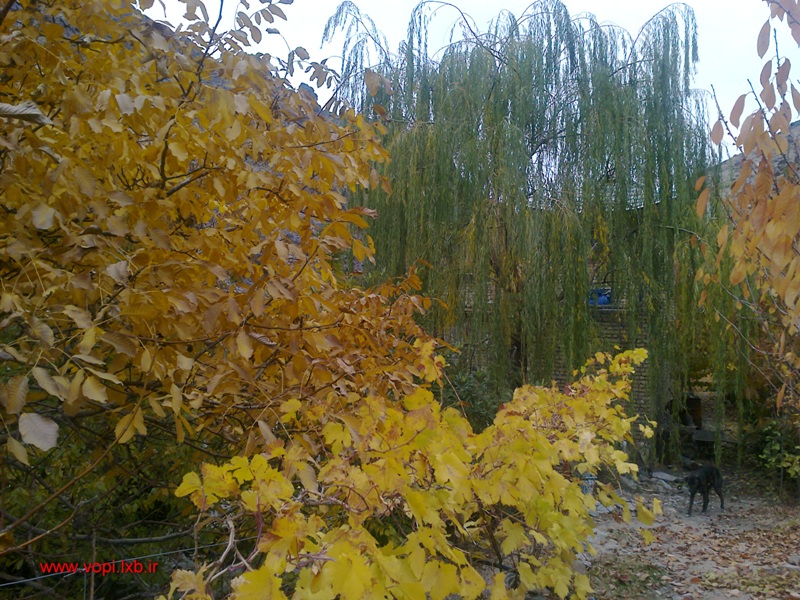 عکسهای پاییزی کاشمر