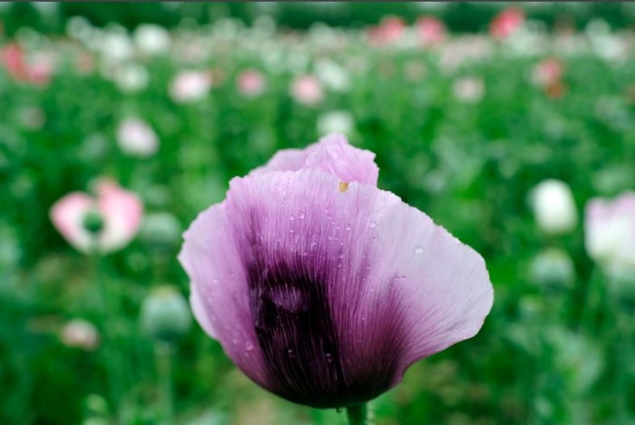 گل شقایق