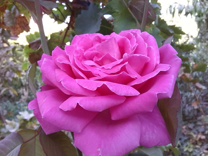 گلهای پاییزی